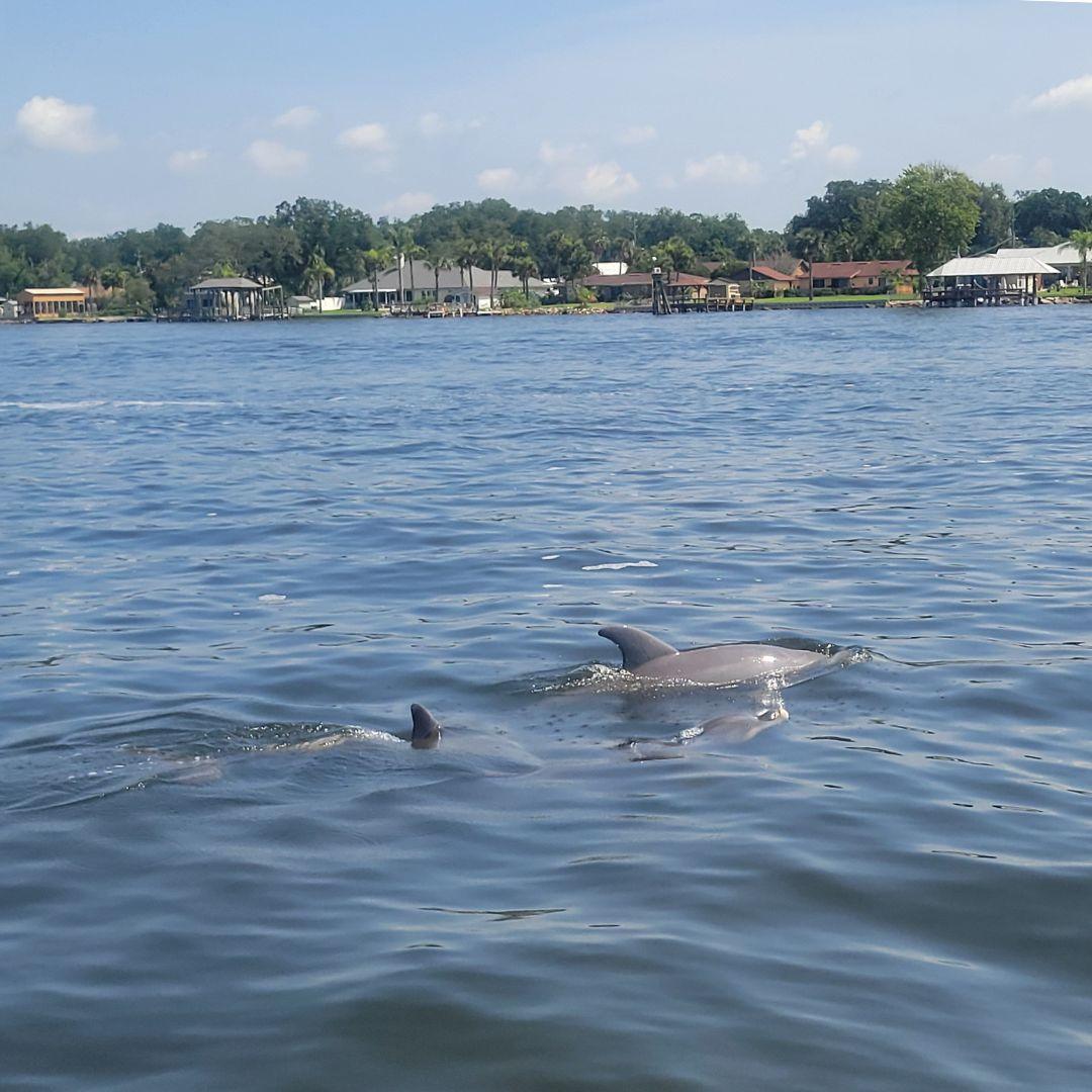 ©Full Throttle SEO dolphins on the St Johns River